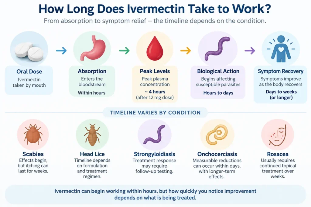 How Long Does Ivermectin Take to Work? Timeline by Condition